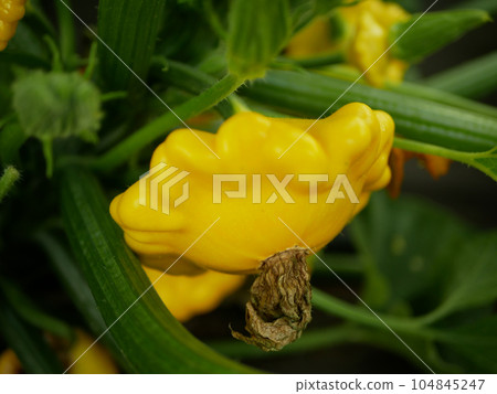 Pattypan squash patty pan Cucurbita pepo patissonian summer garden yellow squash young ripe fruit with yellow flower green bud growth creeping, plant stem, farm farming organic orange Europe 104845247