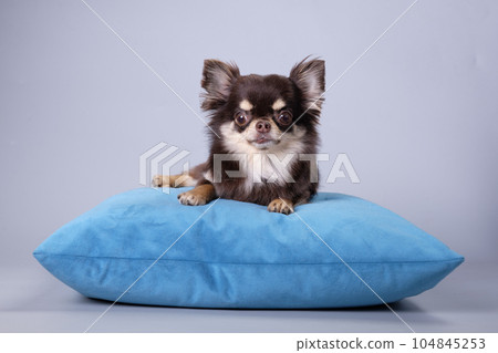 A chihuahua dog with a long coat type lies on a pillow on a gray background A chihuahua dog with a long coat type lies on a pillow on a gray background 104845253