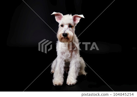 Miniature Schnauzer white on the black background Miniature Schnauzer white on the black background 104845254