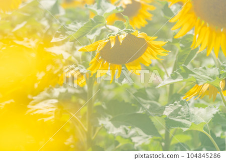 nostalgic landscape images nostalgic landscape images 104845286