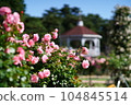 Rose Garden: Pink Roses and Exotic Buildings 104845514