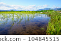 Rice planting season Planted rice and the sky reflected in the rice field 104845515