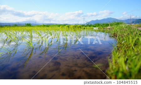 Rice planting season Planted rice and the sky reflected in the rice field Rice planting season Planted rice and the sky reflected in the rice field 104845515