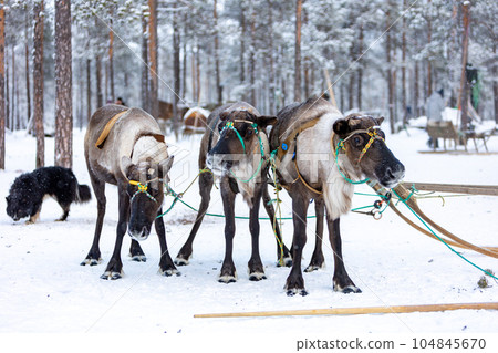 A team of four reindeer in the traditional ammunition of reindeer herders of the Komi Republic A team of four reindeer in the traditional ammunition of reindeer herders of the Komi Republic 104845670