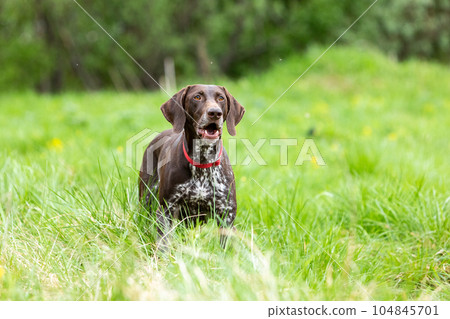 Hunting dog German smooth-haired hound stands surprised in a field . Hunting dog German smooth-haired hound stands surprised in a field . 104845701