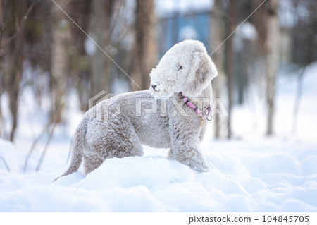 Portrait of a Bedlington Terrier in a winter snowy landscape. 104845705