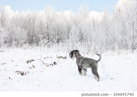 Pepper-salted medium schnauzer in winter snowy forest with blue sky 104845740