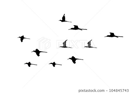 flock of birds backlit isolate 104845743