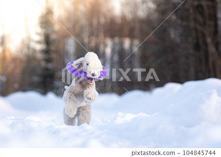 Bedlington Terrier puppy runs with a ring toy on a snowy road. 104845744
