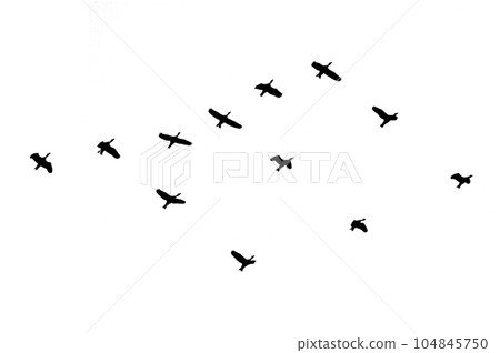 flock of birds backlit isolate 104845750