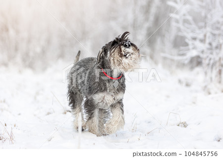 Pepper-salty medium schnauzer funny runs through the winter snowy forest 104845756