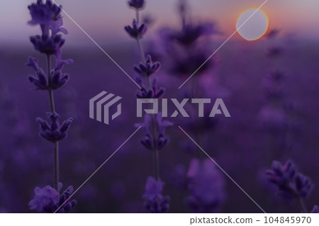 Lavender flower field. Violet lavender field sanset close up. Lavender flowers in pastel colors at blur background. Nature background with lavender in the field. 104845970
