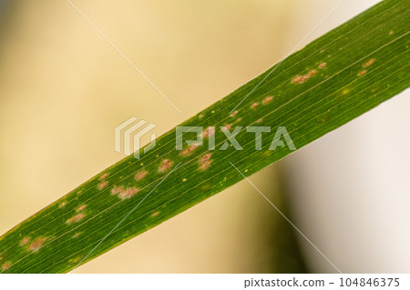 Barley powdery mildew. Leaves of a plant close up. 104846375