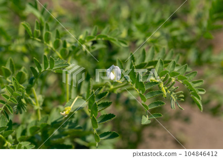 Chickpeas in garden with leaves. Chickpeas plant growing. 104846412