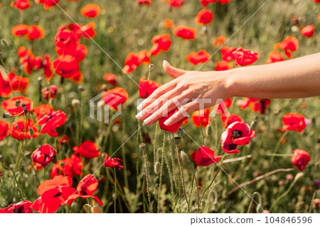 Woman hand poppies field. Close up of woman hand touching poppy flower in a field. 104846596