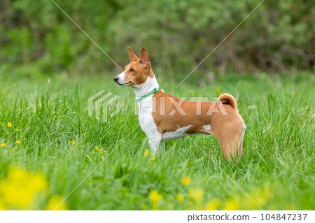 Red basenji puppy stands in tall green grass. Red basenji puppy stands in tall green grass. 104847237