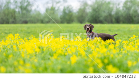 A short-haired German Hound (Kurzhaar) stands on a green grassy field with yellow flowers. A short-haired German Hound (Kurzhaar) stands on a green grassy field with yellow flowers. 104847238