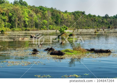 Photograph capturing a cluster of water buffaloes standing amidst a shallow swampy lake in Cambodia, landscape orientation. 104847264