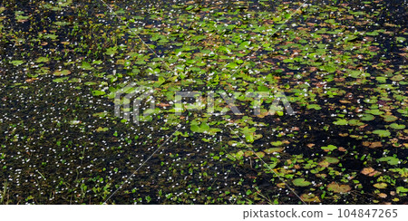 Dense thickets of aquatic plants on the surface of the pond, landscape. Dense thickets of aquatic plants on the surface of the pond, landscape. 104847265