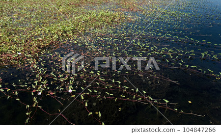 Stems of water-loving plants spread over the surface of the pond. Stems of water-loving plants spread over the surface of the pond. 104847266