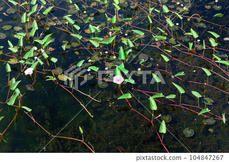 Photograph capturing stems of aquatic plants spreading across the surface of a pond. Photograph capturing stems of aquatic plants spreading across the surface of a pond. 104847267