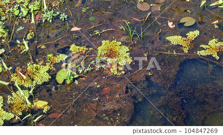 Photograph showcasing aquatic plants thriving on the surface of a swampy pond. Photograph showcasing aquatic plants thriving on the surface of a swampy pond. 104847269