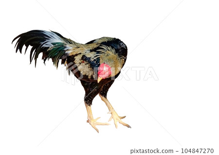 A rooster, a bird with a beautiful multicolored plumage. Isolated. 104847270