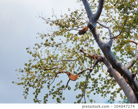 Nests of wild bees high on the branches of a tree. Nests of wild bees high on the branches of a tree. 104847274