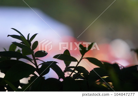 Behind the leaves, you can see the sports day blurry 104847277