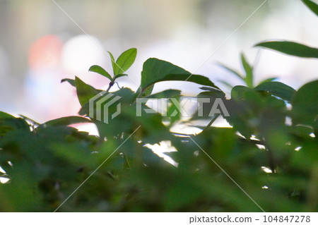 Behind the leaves, you can see the sports day blurry 104847278