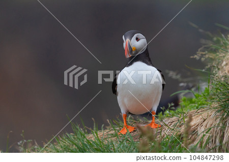 Close up of puffin bird or Fratercula in Iceland in summer season on cliff sea beach background. Animal. 104847298