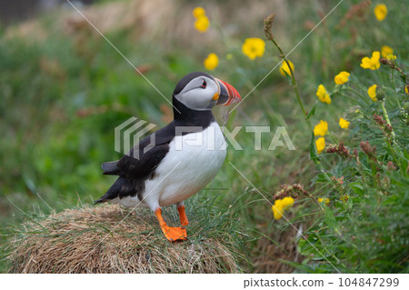 Close up of puffin bird or Fratercula in Iceland in summer season on cliff sea beach background. Animal. Close up of puffin bird or Fratercula in Iceland in summer season on cliff sea beach background. Animal. 104847299