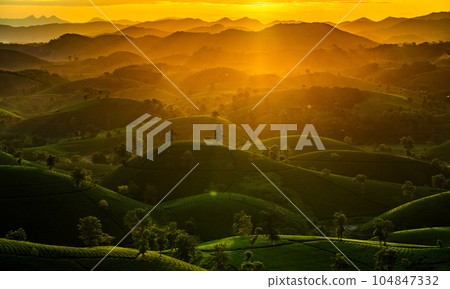 Aerial view of beatiful sunset at Long Coc tea hill, Phu Tho province, Vietnam 104847332