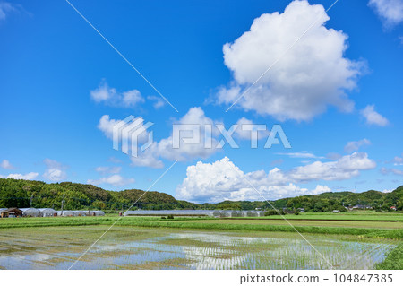 Rice field and blue sky 104847385