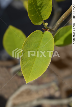 Siebolds magnolia 104847555