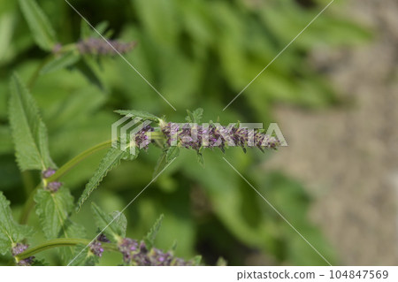 Common hedgenettle 104847569