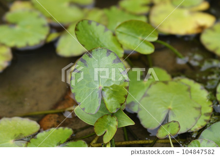 Yellow Floating Heart Yellow Floating Heart 104847582