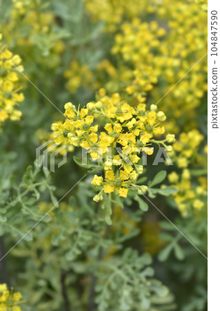 Common rue 104847590