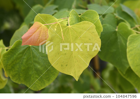 Eastern Redbud The Rising Sun 104847596