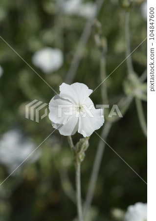 White Rose campion 104847600