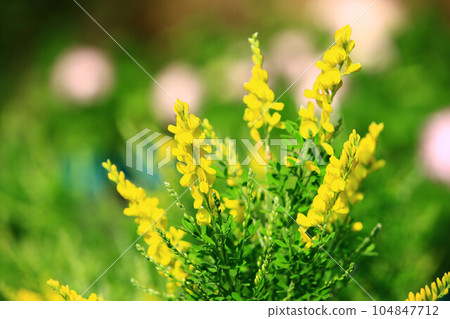 golden bird flower, golden bird 104847712