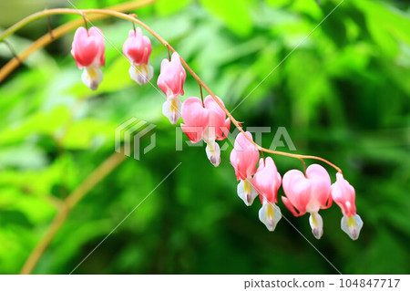 包裝牡丹,包裝牡丹,包裝牡丹,魚牡丹,響鈴草,響鈴草,響鈴牡丹,包裝花,包裝花,蚯蚓,活血草,花蔓草 包裝牡丹,包裝牡丹,包裝牡丹,魚牡丹,響鈴草,響鈴草,響鈴牡丹,包裝花,包裝花,蚯蚓,活血草,花蔓草 104847717