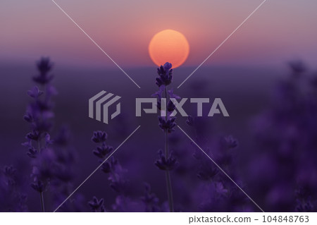 Lavender flower field. Violet lavender field sanset close up. Lavender flowers in pastel colors at blur background. Nature background with lavender in the field. 104848763