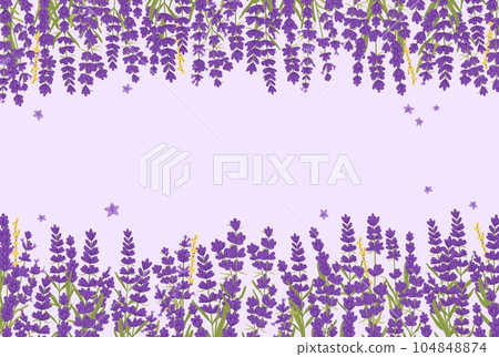 Lavender flowers background with vector floral borders of purple, violet and lilac provence lavandula blossoms. Bunches of garden plant and herb branches with aroma leaves, lavender flowers and grass 104848874