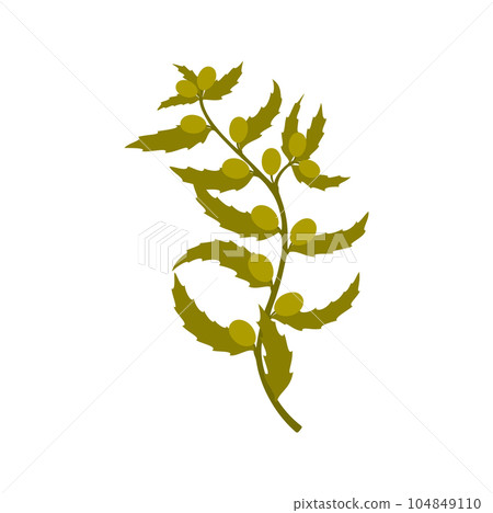 Green seaweed with berries, green underwater plant. Underwater plant, cartoon branch with leaves. Vector seaweed grown at sea bottom Green seaweed with berries, green underwater plant. Underwater plant, cartoon branch with leaves. Vector seaweed grown at sea bottom 104849110
