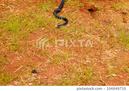 Sleek dark body of eastern ratsnake was perfectly suited for its natural habitat in South Carolina during summer months. 104849710