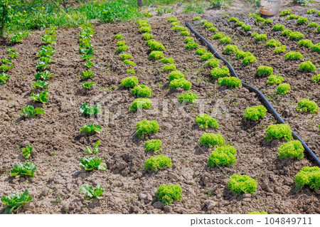 Home gardening provides an opportunity for individuals to connect with nature gain a deeper appreciation food they consume. 104849711