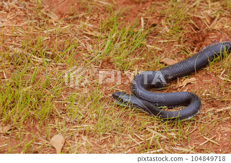 Eastern ratsnake, which was black in color, was seen outdoors in South Carolina region during summer season 104849718