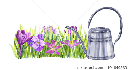 Illustration with watering can and flowerbed of crocuses. Composition with bright spring flowers, grass isolated on white. Watercolor illustration for the design of booklets, flyers, labels, magazines 104849883