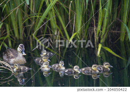 Spot-billed duck parent and child photographed in the river 104850422